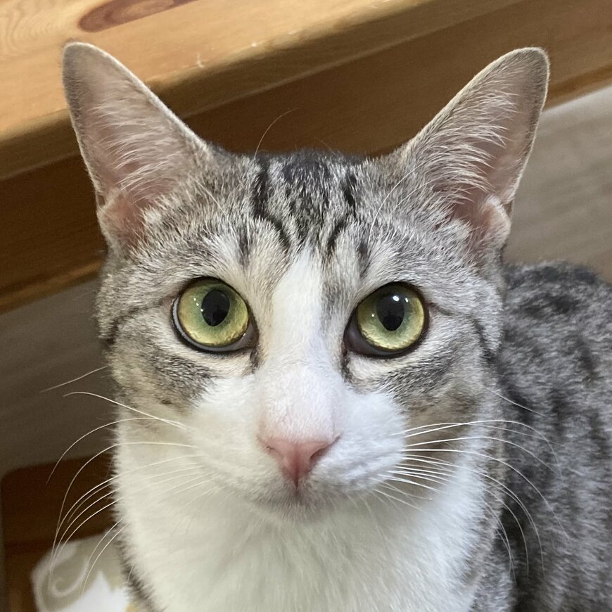 ぱっちりお目目の猫