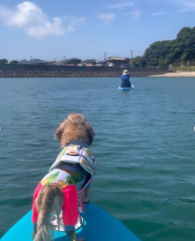 ミニチュアダックスの女の子