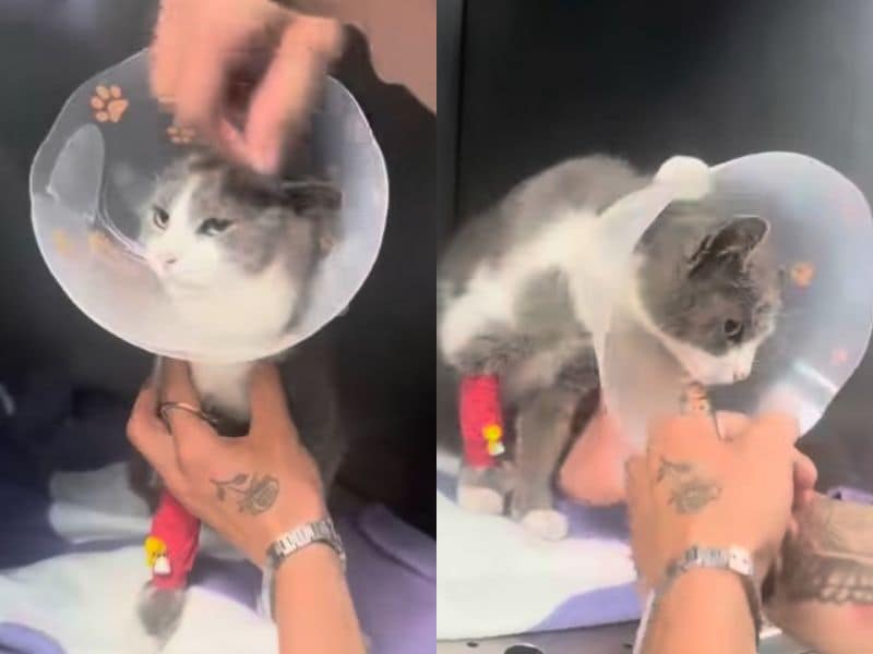 出所：<u><a href="https://www.instagram.com/animal_rescue_nikola/reel/Dai76gnoaT6/?hl=ja" target="_blank">@</a></u><u><a href="https://www.instagram.com/animal_rescue_nikola/reel/Dai76gnoaT6/?hl=ja" target="_blank">animal_rescue_nikola</a></u>
