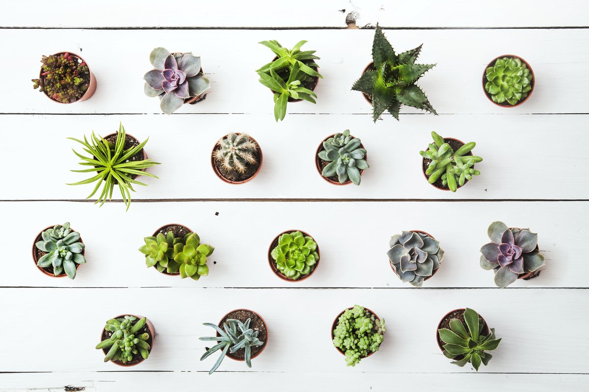 おすすめ多肉植物17選 人気の種類や特徴は 生育型別に解説 Limo くらしとお金の経済メディア