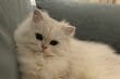 「椅子の上で考えごと」をしている白い美猫をよく見ると…　丸い「おもち」のようだと話題に