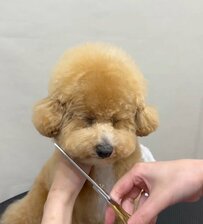 『耳ぴょこカット』が可愛すぎる犬のビフォーアフターに胸キュン！ワンちゃんのトリミングの様子に癒される