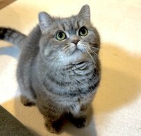 飼い主さんを見つめる猫ちゃん　直後の行動に1万いいね