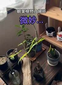 【100均DIY】ダイソーのワイヤーネット・木材・ロープ・S字フックで→おしゃれな〈ハンギングラック〉が作れる！築30年の家がナチュラル空間に激変