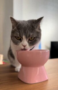 お水をペロペロする猫ちゃん……そんな時にどこかから鳴き声が？！反応とその後の行動に笑っちゃうユーザー続出！　