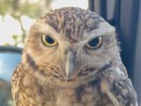 【寝落ちするフクロウ】ドライブ中のウトウト顔が可愛すぎる！「寝てませんよ？」の表情も面白い