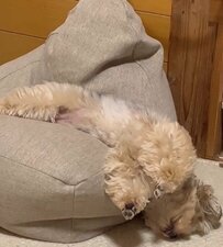 絶望的な寝相で眠っていた犬さん、起きて1秒後の姿に思わず目を疑う……！