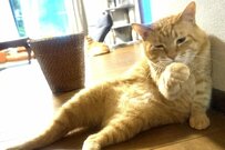 【ビールを持ってる？】人間のようなポーズをとる猫　かわいい表情に思わずほっこり