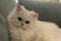 「椅子の上で考えごと」をしている白い美猫をよく見ると…　丸い「おもち」のようだと話題に