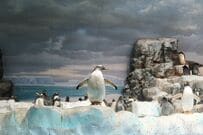 名古屋港水族館の閉館15分前に「ペンギン」を撮影 ホラーな表情に笑ってしまう！