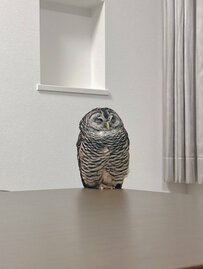 【端っこで眠るフクロウ】フクロウさんが眠る場所に思わず二度見！落ちそうで落ちない姿に注目が集まる