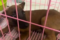 交通事故で骨盤を骨折し「立てなくなった子犬」を救出　約1か月の治療で完全回復し「新しい家族」のもとへ