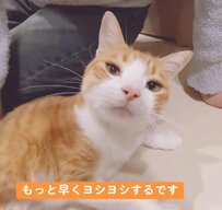 構って攻撃が成功した猫の「ドヤ顔」が可愛すぎて悶絶！構ってアピの後に照れ隠しのペシペシ