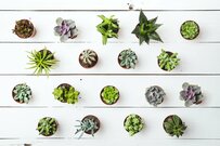 おすすめ多肉植物17選！人気の種類や特徴は？生育型別に解説