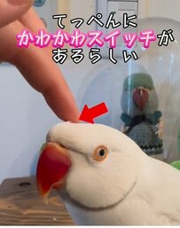 【頭にスイッチがあるインコ】頭のてっぺんにあるスイッチを押すと...ある言葉が止まらないインコが賢い！