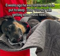 交通事故で頭にケガを負った犬、医師に「楽にする」ことを提案されていたことが信じられない回復ぶりに驚きと感動！