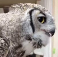 【それ、アタシのご飯だよ？】颯爽と登場した別フクロウにご飯をかっさらわれたフクロウの視線が悲しい