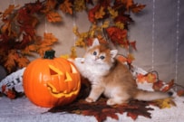 【厚生年金】10月13日の年金支給日に「約45万円」が振り込まれる標準的な夫婦とは？