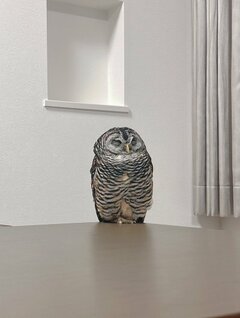 【端っこで眠るフクロウ】フクロウさんが眠る場所に思わず二度見！落ちそうで落ちない姿に注目が集まる