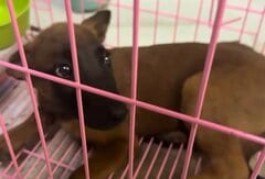 交通事故で骨盤を骨折し「立てなくなった子犬」を救出 約1か月の治療で完全回復し「新しい家族」のもとへ