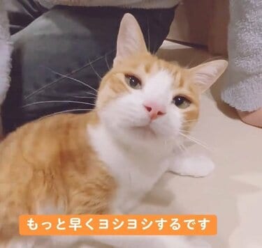 構って攻撃が成功した猫の「ドヤ顔」が可愛すぎて悶絶！構ってアピの