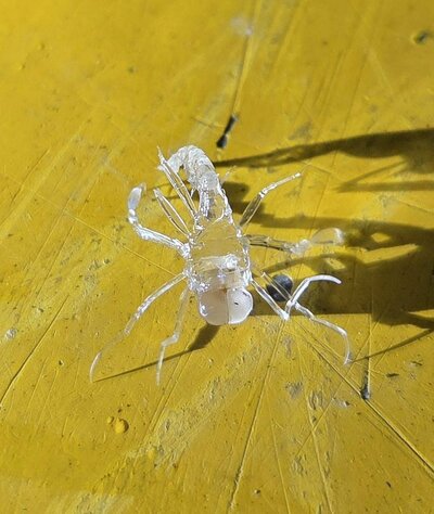 甲殻類のような生き物