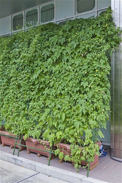 ゴーヤのグリーンカーテン（写真提供：タキイ種苗、以下同）