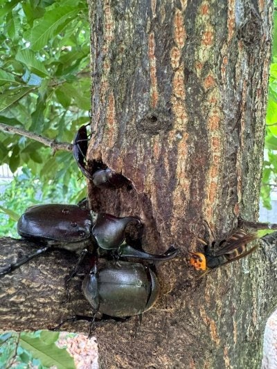 樹液に集まる昆虫たち