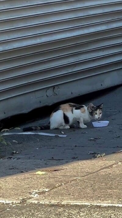シャッターの前に置かれた器から食事をする、白地に茶色と黒の模様の猫