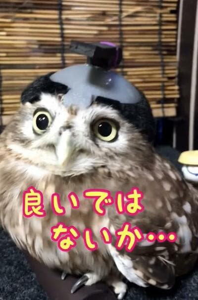 投稿動画のワンシーン