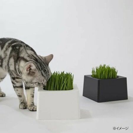 カインズ ペットグラス鉢カバー HAJIKU