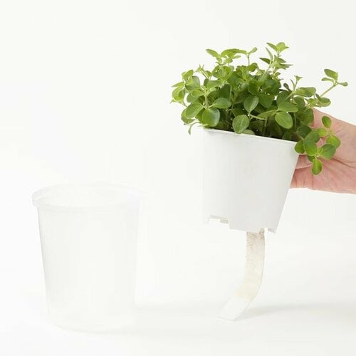 底面給水鉢の観葉植物・3号（シュガーバイン・ピレアディプレッサ・ビーチバイン）