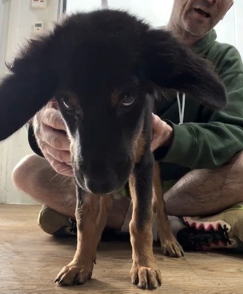 交通事故で安楽死を検討された犬→諦めずサポートした結果　感動の回復姿に心を打たれる