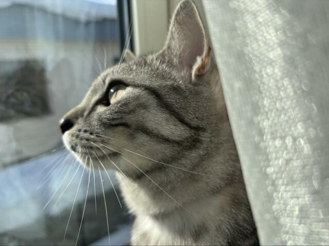 雪を眺める猫「可愛い！って思ったら急に…」まさかの表情に笑ってしまう
