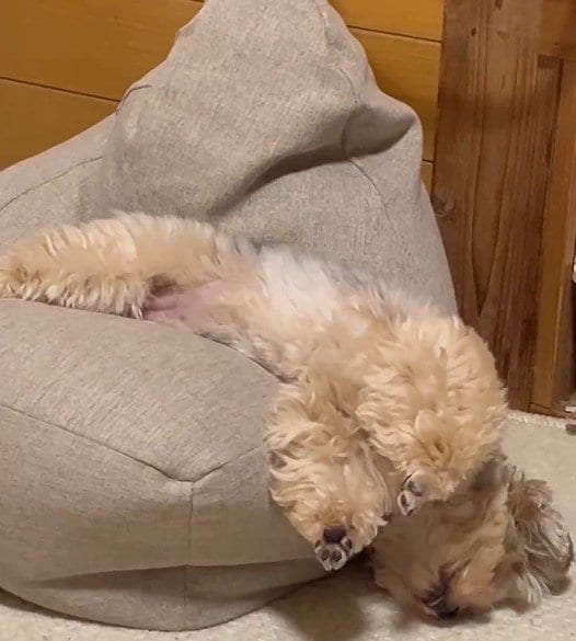 絶望的な寝相で眠っていた犬さん、起きて1秒後の姿に思わず目を疑う……！
