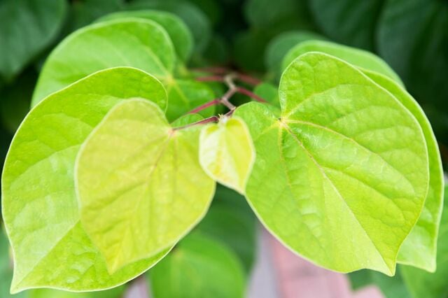 狭い庭や玄関先でも育てやすい【ハートの葉っぱのシンボルツリー】季節変化が美しい庭木3選