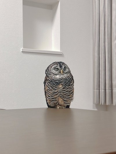【端っこで眠るフクロウ】フクロウさんが眠る場所に思わず二度見！落ちそうで落ちない姿に注目が集まる