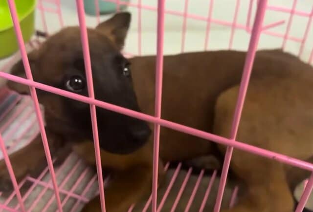 交通事故で骨盤を骨折し「立てなくなった子犬」を救出 約1か月の治療で完全回復し「新しい家族」のもとへ