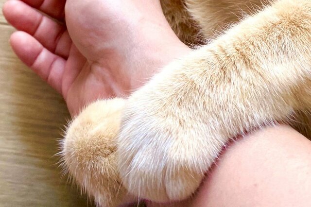 ギュッと抱きしめる保護猫が愛おしい！仕事に行けない。