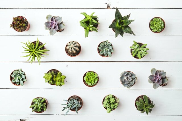おすすめ多肉植物17選！人気の種類や特徴は？生育型別に解説