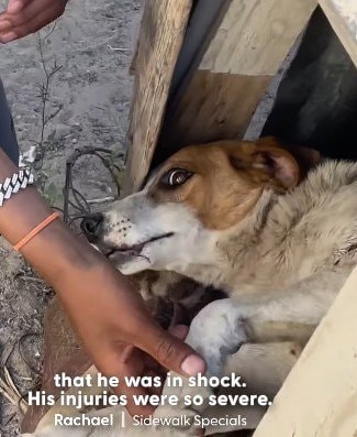 近所の大型犬に襲われ重傷を負った犬。人々の寄付と温かい支援で命をつないだ物語に目頭が熱くなる