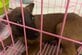 交通事故で骨盤を骨折し「立てなくなった子犬」を救出　約1か月の治療で完全回復し「新しい家族」のもとへ