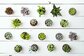 おすすめ多肉植物17選！人気の種類や特徴は？生育型別に解説