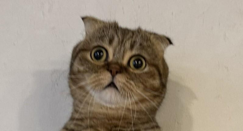 出所：@ponpokopontanu