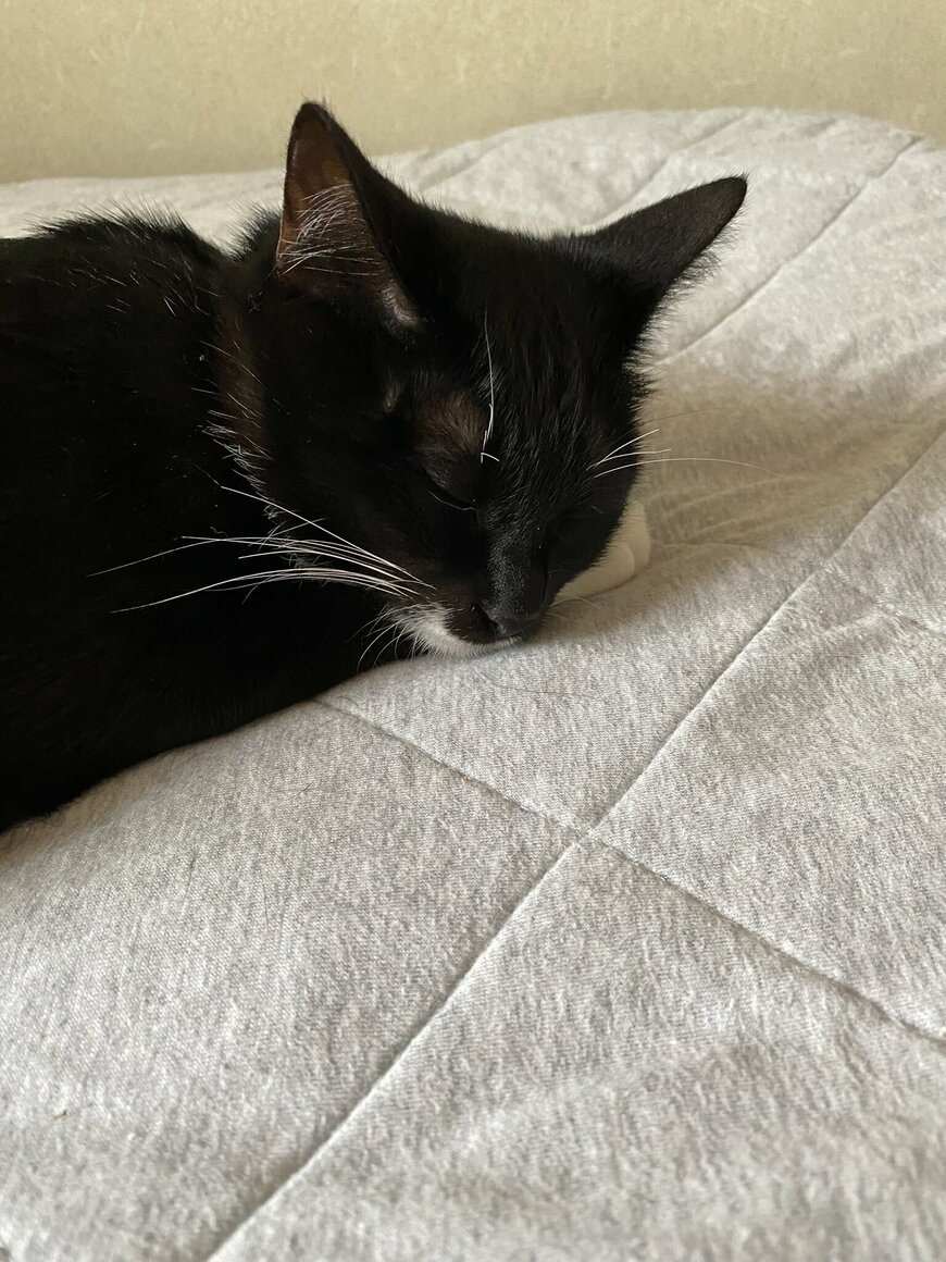 出所：@sumi_toshi_neko