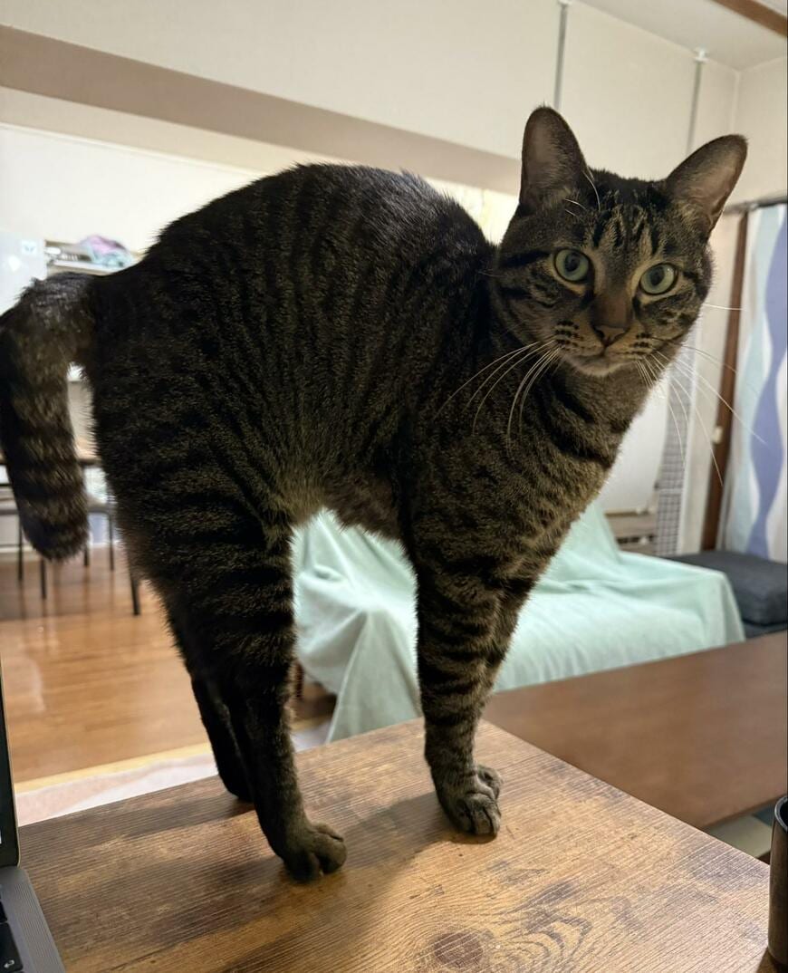 出所：@00shitemita