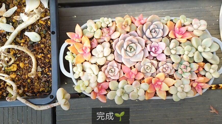 出所：@chachaの多肉事