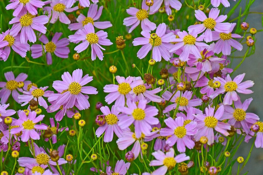 Gardens by Design/shutterstock.com