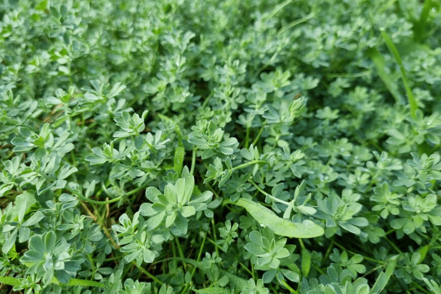 lauraag4/shutterstock.com