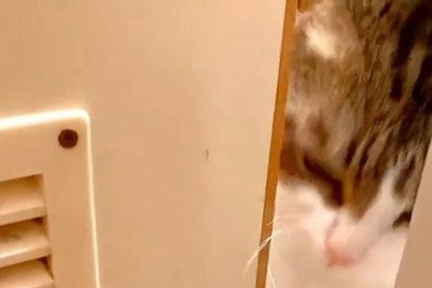 【トイレまで突撃】猫カフェに行った飼い主が帰宅すると…　猫ちゃんたちが大激怒！厳しい追い込みに笑ってしまう
